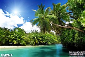 Tranh bóng dừa trên biển