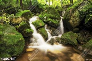 Tranh thác nước trong rừng 13457NT