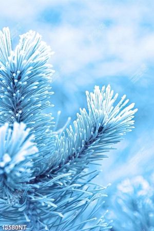 Tranh cây thông noel phủ tuyết trắng