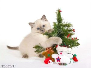 Tranh mèo và cây thông noel