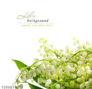 Tranh hoa lily trắng