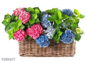 Tranh giỏ hoa cẩm tú cầu