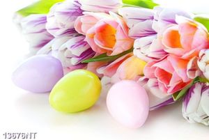 Tranh hoa tulip đẹp 13676NT