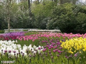 Tranh công viên hoa tulip 13690NT