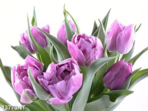 Tranh hoa tulip 13773NT