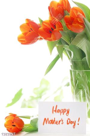 Tranh hoa tulip đẹp 13839NT