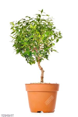 Tranh chậu cây xanh 13948NT