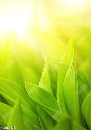 Tranh green 13961NT