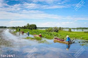 Tranh hái bông sen 