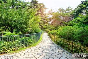 Tranh con đường vào rừng