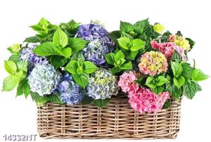 Tranh giở hoa cẩm tú cầu