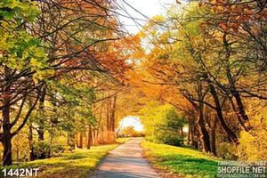 Tranh hàng cây rập bóng