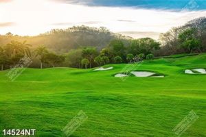 Tranh cỏ xanh sân golf