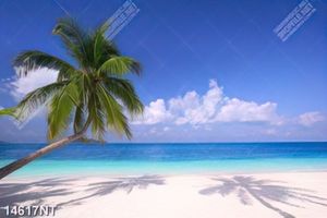 Tranh cây dừa bên bãi biển 