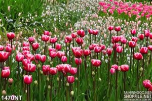Tranh vườn hoa tulip