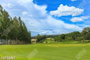 Tranh sân golf rộng lớn 