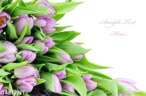 Tranh hoa tulip 14817NT