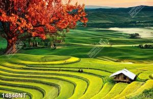 Tranh file gốc phong cảnh ruộng bậc thang