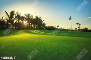 Tranh sân golf 14893NT