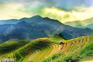 Tranh phong cảnh ruộng bậc thang 14895NT