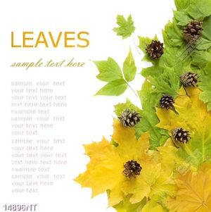 Tranh Leaves 14896NT
