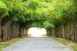 Tranh hàng trúc xanh 