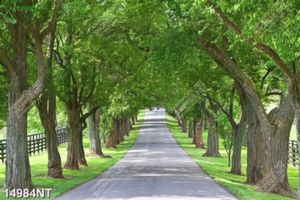Tranh con đường có hai hàng cây xanh lá