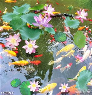 Tranh hồ sen và cá cảnh