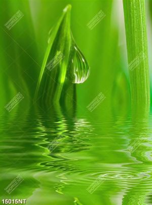 Tranh green