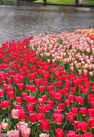 Tranh psd vườn hoa tulip bên hồ nước