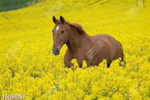 Tranh chú ngựa giữa cánh đồng hoa vàng