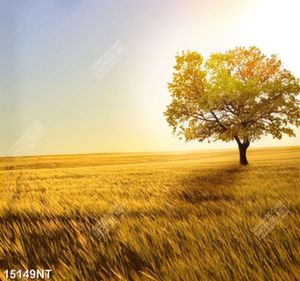 Tranh cánh đồng cỏ 