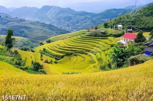 Tranh psd phong cảnh ruộng bậc thang