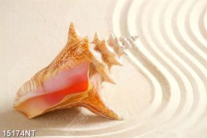 Tranh vỏ sò trên cát 