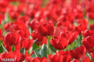 Tranh hoa tulip đỏ 