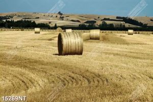 Tranh cánh đồng mùa thu hoạch