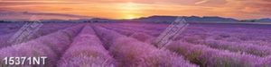 Tranh cánh đồng hoa Lavende