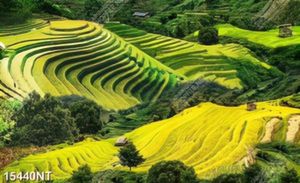 Tranh ruộng bâc thang file gốc