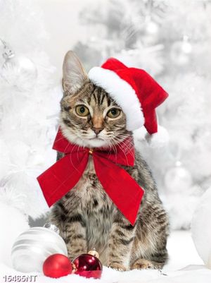 Tranh chú mèo noel