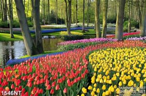 Tranh vườn hoa tulip