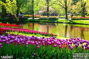 Tranh hoa tulip bên sông