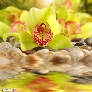 Tranh hoa lan