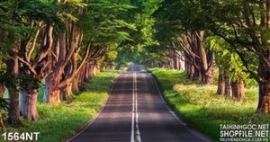 Tranh con đường rập bóng