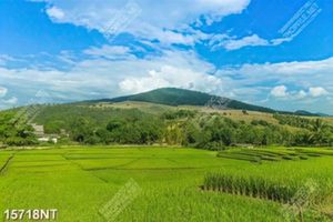 Tranh phong cảnh đồng lúa 