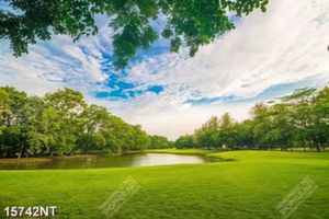 Tranh phong cảnh cây xanh đẹp 