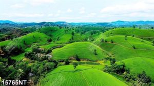 Tranh phong cảnh đồi cỏ xanh 15765NT