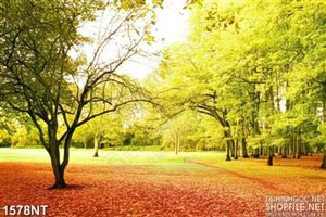 Tranh khu rừng cây rụng lá