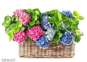 Tranh giỏ hoa cẩm tú cầu
