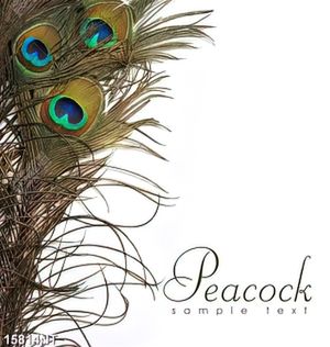 Tranh Peacok