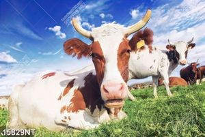 Tranh đàn bò trên đồi cỏ